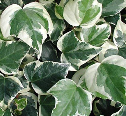 Hedera Duvar Sarmaşığı
